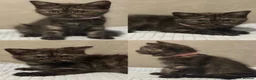 Mixed Breed cats for sale: 4 Beautiful Kittens Ready Now!  - Advert 4