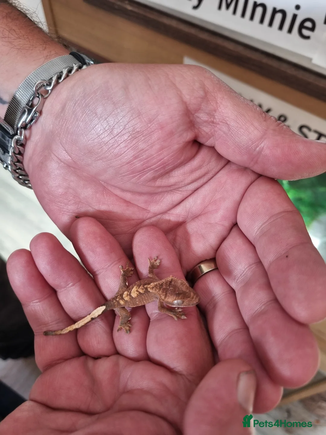 Gecko reptiles for sale: CRESTED GECKOS BABIES  - Advert 2