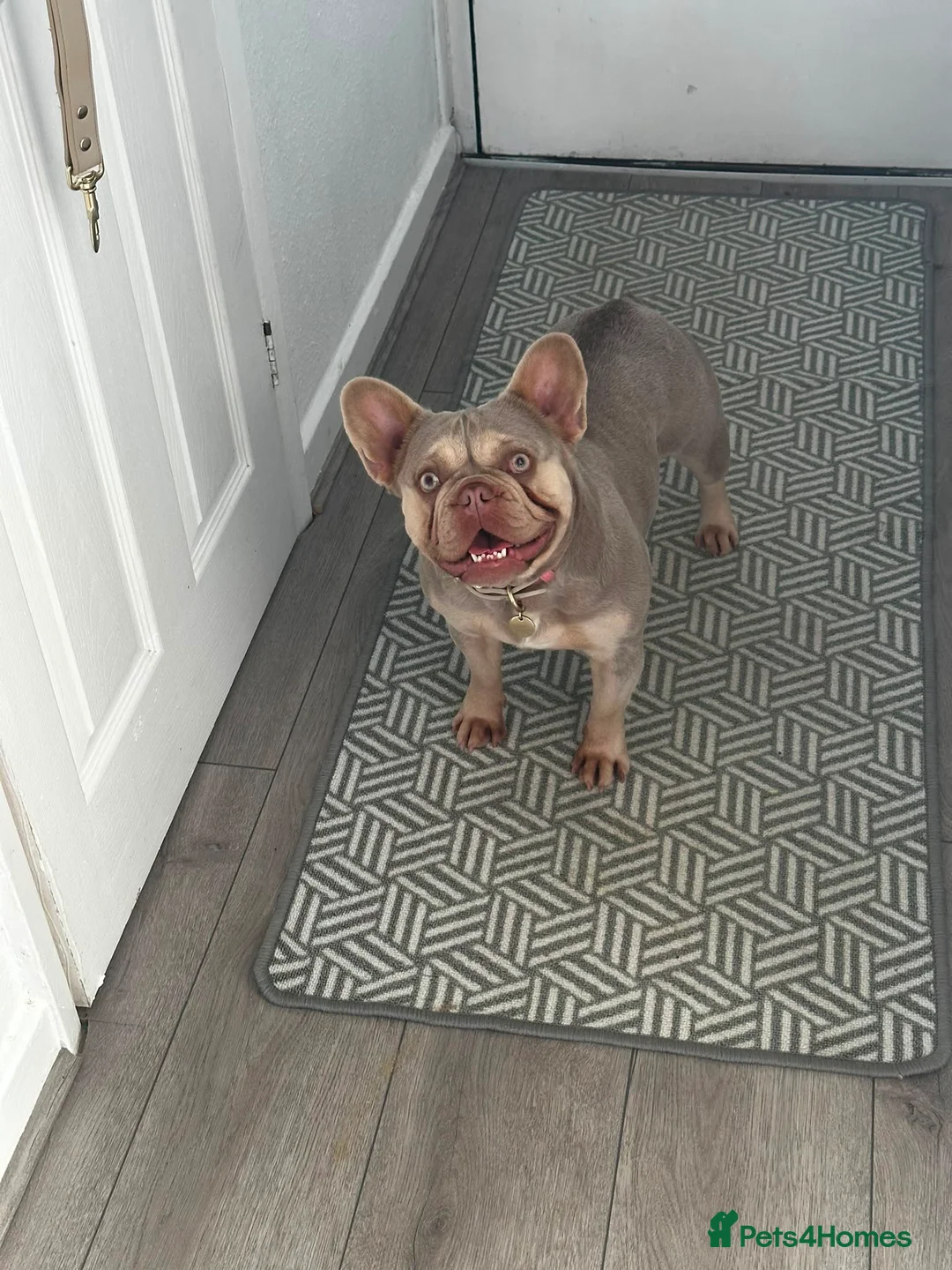 French Bulldog dogs for sale: Female French bulldog - 3year old  in Peterborough - Advert 2