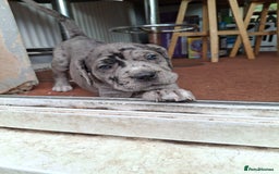 Mixed Breed dogs for sale: HARLEQUINN CANE CORSO X AMERICAN BULLDOGGE - Image 12