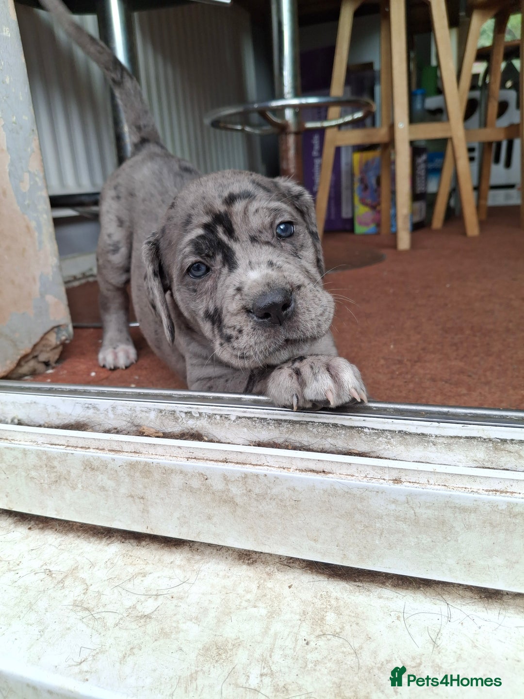 Mixed Breed dogs for sale: HARLEQUINN CANE CORSO X AMERICAN BULLDOGGE - Image 12