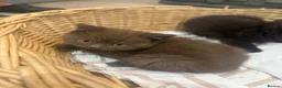 British Shorthair cats for sale: 5 chocolate and cinnamon British shorthair kittens - Advert 6