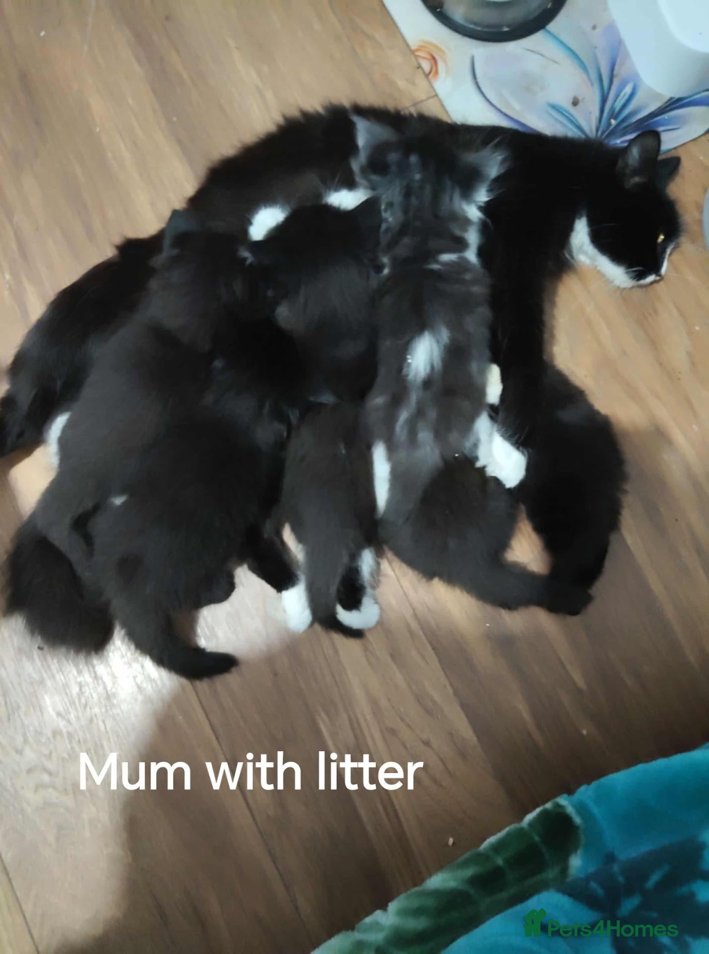 Mixed Breed cats Beauty litter of ragcoon -tuxedo cross  - Advert 4