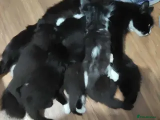 Mixed Breed cats Beauty litter of ragcoon -tuxedo cross - Advert 4