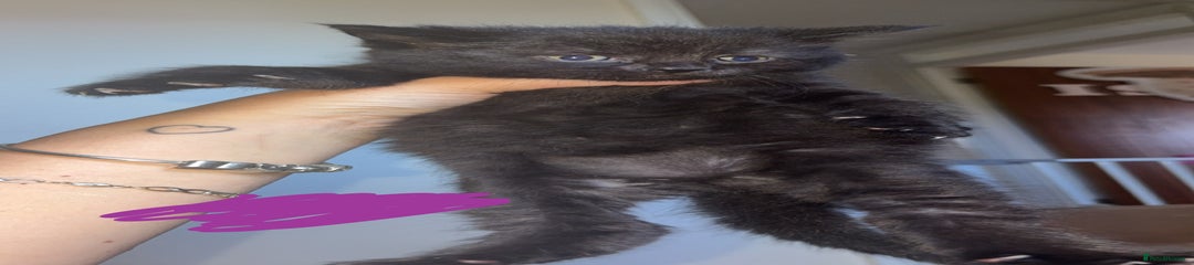 Mixed Breed Kitten 4