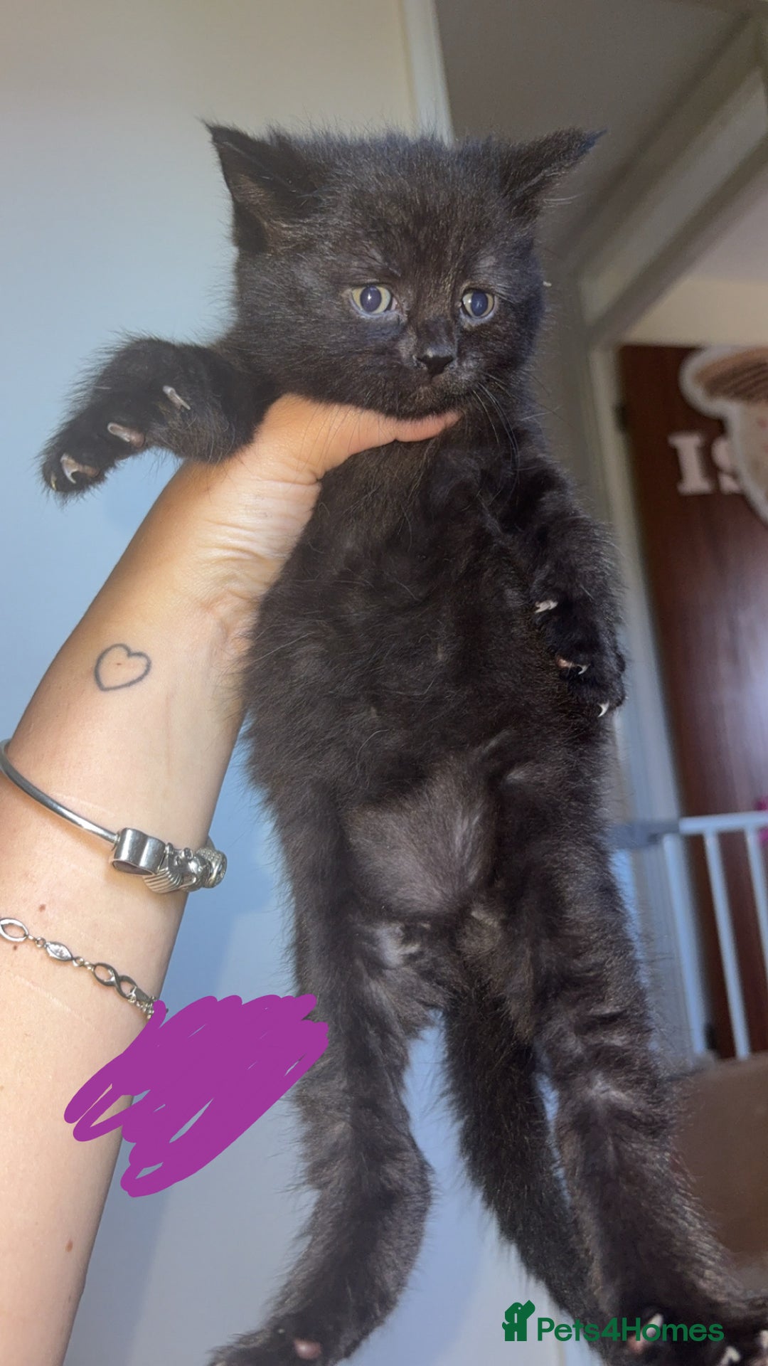 Mixed Breed cats for sale: 5 beautiful kittens for sale🤍 - Image 6