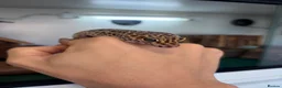 Leopard Gecko reptiles for sale: 2 Female Leopard Geckos + Full Setup  in Southampton - Advert 5