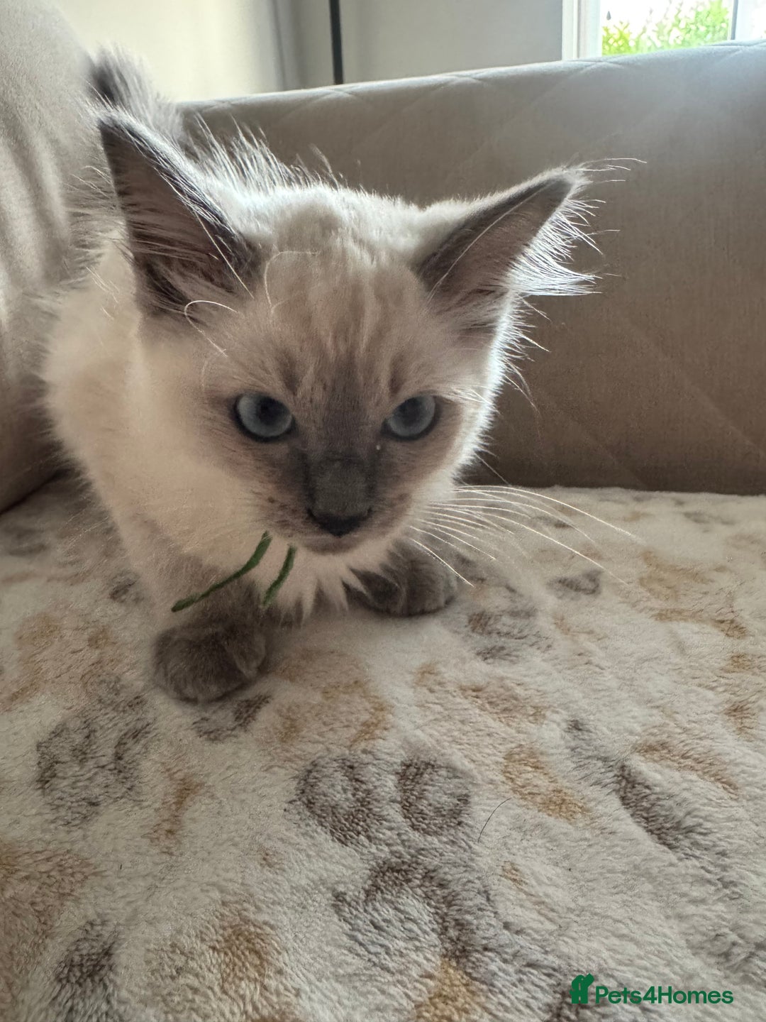 Ragdoll cats for sale: Beautiful Pedigree Ragdolls THREE LEFT  - Image 21