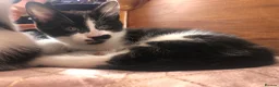 Mixed Breed cats for sale: 2 female black and white kittens in Llanymynech - Advert 3