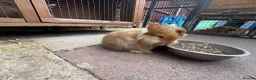 Mixed Breed rabbits for sale: Lion head cross rabbits  - Advert 6