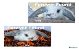 French Lop rabbits for sale: AtoB Lop Heaven - Image 5