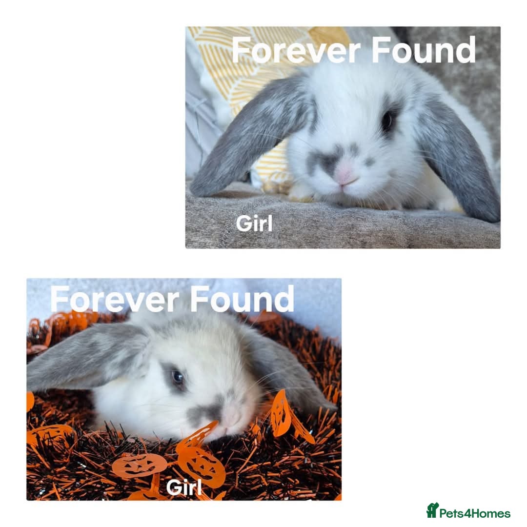 French Lop rabbits for sale: AtoB Lop Heaven - Image 5