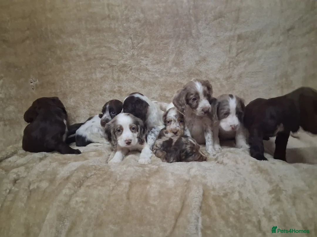 Cocker Spaniel dogs for sale: Cocker spaniel puppies - Advert 5