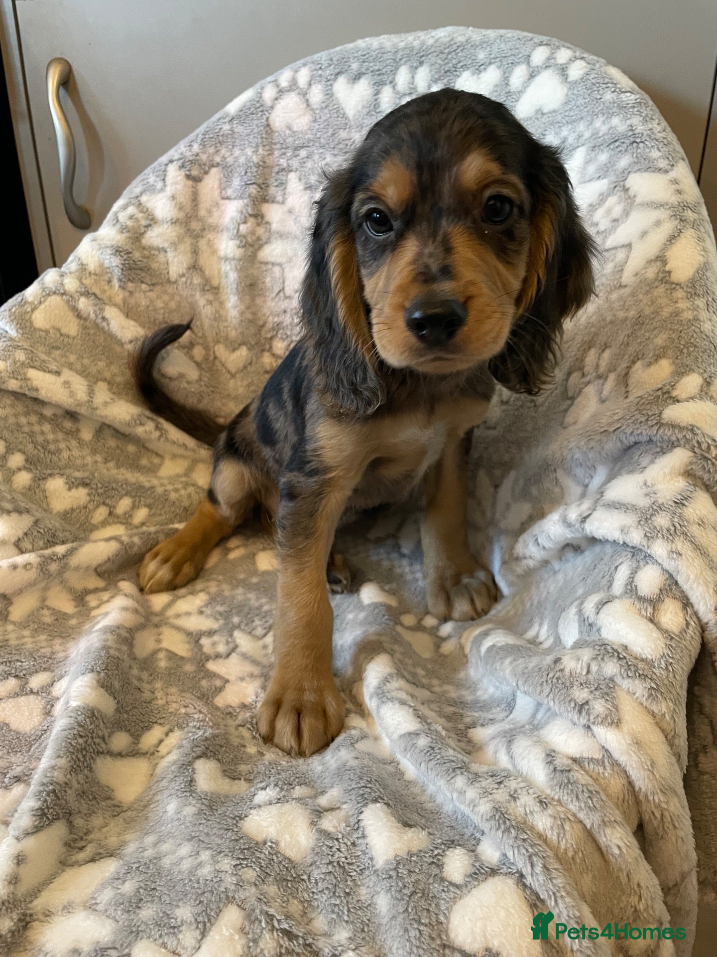 Cocker Spaniel dogs Working Cocker spaniel puppy’s 14.10available  - Advert 6