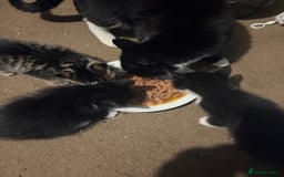 British Shorthair cats for sale: 8 week old kittens - Image 6