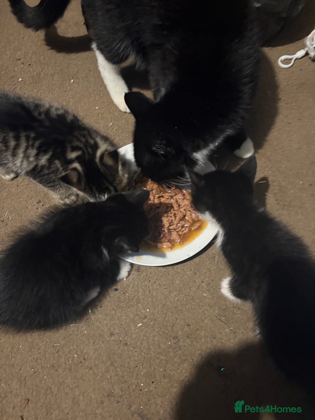 British Shorthair cats for sale: 8 week old kittens - Image 6