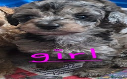 Maltipoo dogs for sale:  multipoo baby's for sale  - Image 9