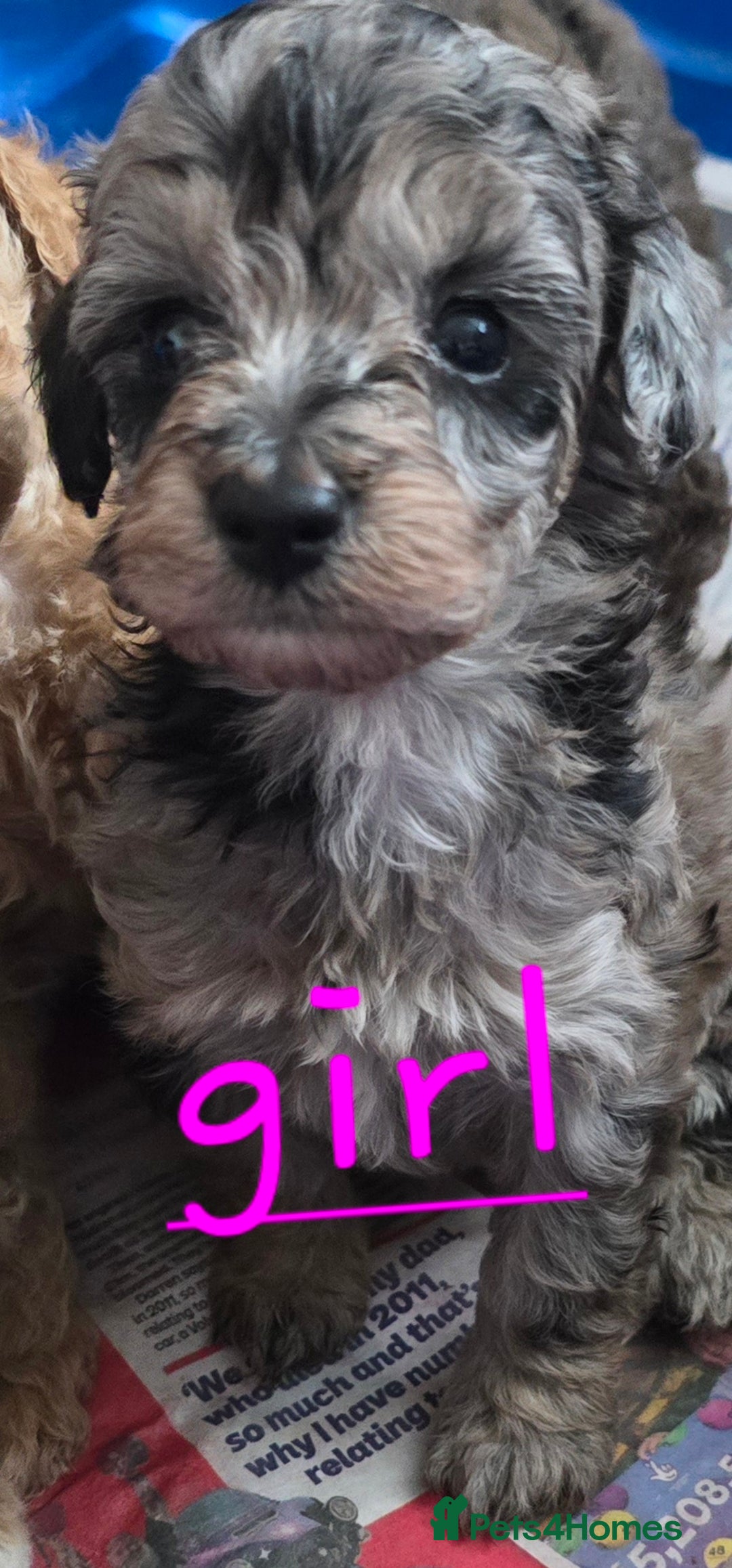 Maltipoo dogs for sale:  multipoo baby's for sale  - Image 9