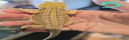 Bearded Dragon reptiles for sale: Baby bearded dragons - Advert 5