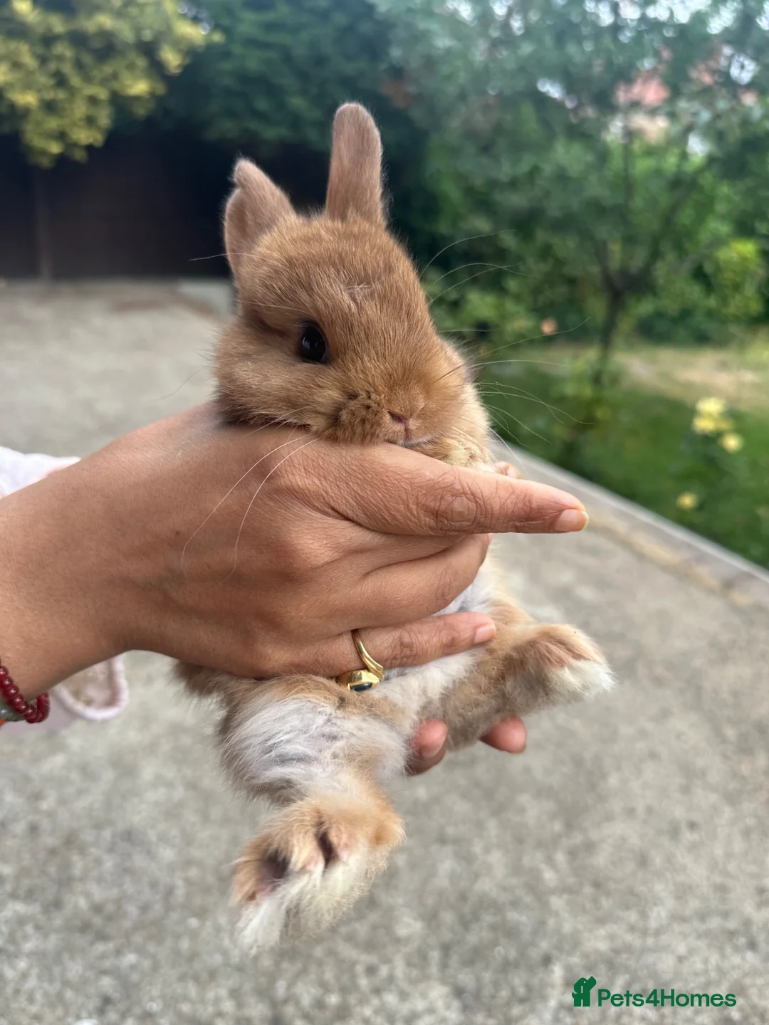 Netherland Dwarf rabbits for sale: Lap bunnies Netherland dwarf  - Advert 2