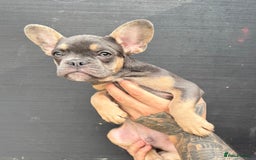 French Bulldog dogs for sale: RUN DONT WALK DOUBLE CHAMPS! A* Boys Lilac & Tan  - Image 11