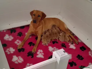 Labrador Retriever dogs KC REG FOX RED LABRADOR PUPPIES - Advert 1