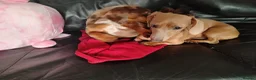 Dachshund dogs for sale: 3 beautiful miniature /dapple boys for sale  - Advert 4