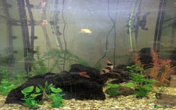 Other/Mixed Breed fish for sale: Selection of tropical fish - Image 4