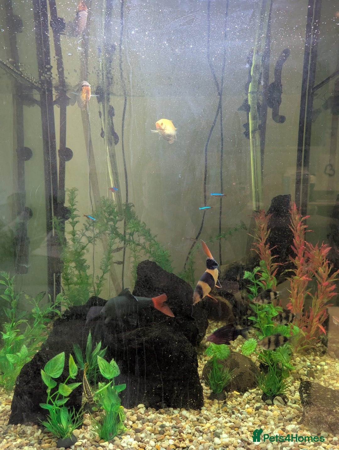 Other/Mixed Breed fish for sale: Selection of tropical fish - Image 4