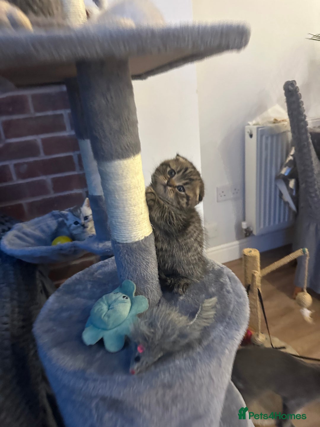 Scottish Fold cats for sale: !🆘🆘Scottish shorthair (silver chinchilla)❤️❤️❤️ - Image 23