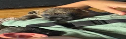 Cairn Terrier dogs for sale: KC pups off Health Tested parents, avail 11th Oct - Advert 15