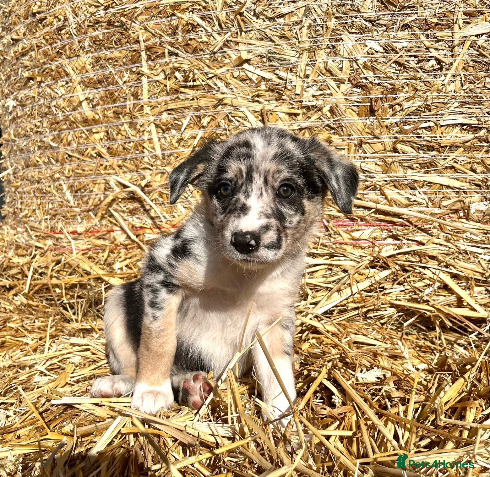 Border Collie dogs Stunning collie puppies for sale - Advert 1