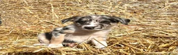Border Collie dogs for sale: Stunning collie puppies for sale - Advert 1