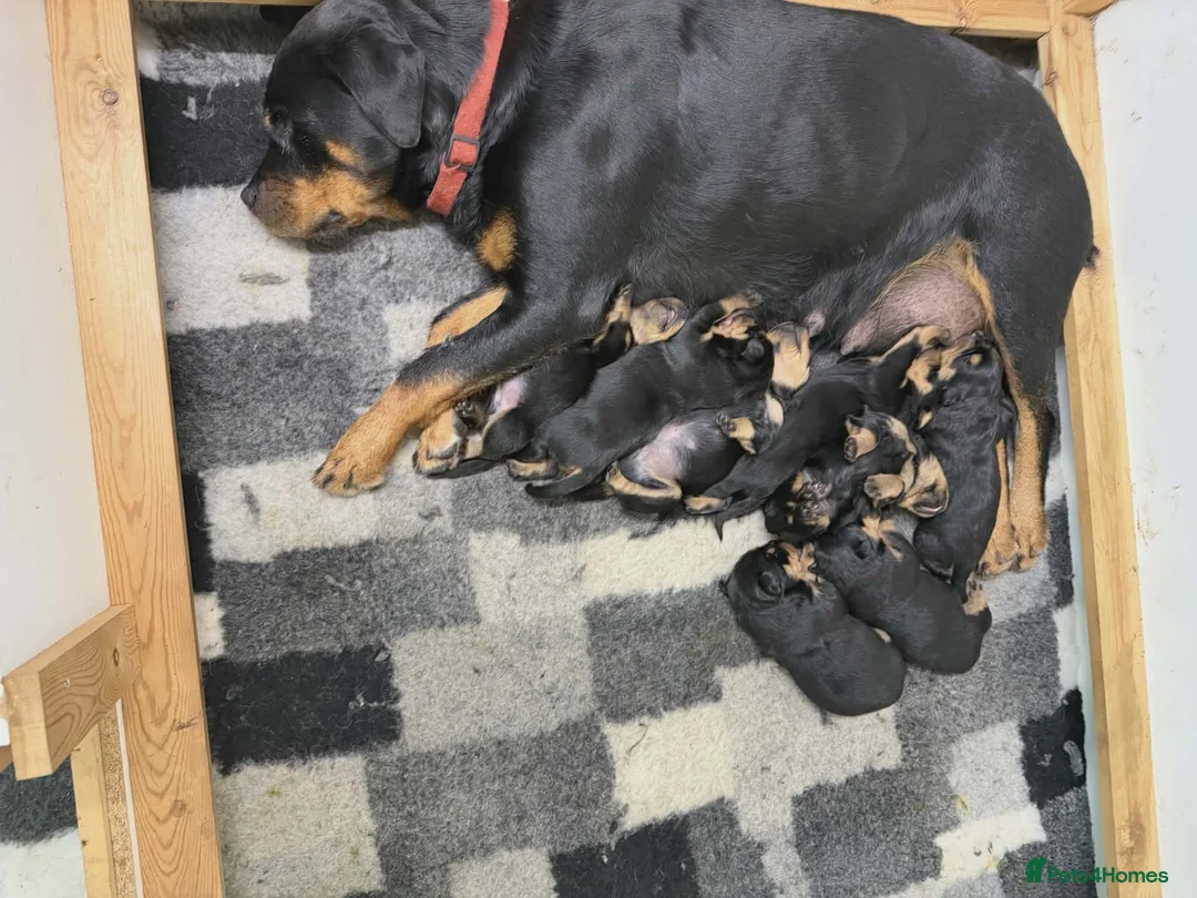 Rottweiler dogs for sale: Rottweiler male - Advert 6
