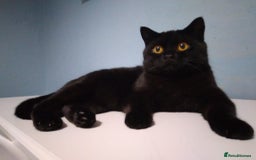 British Shorthair cats for sale: British Shorthair cats looking for new home - Image 11