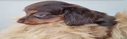 Dachshund dogs for sale: Long Haired True Minature kc Dachshund - Advert 5