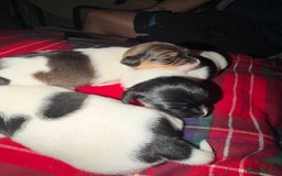 Jack Russell dogs for sale: Jack Russell puppies  - Advert 12