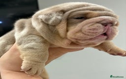 English Bulldog dogs for sale: Kc litter outstanding bloodlines bulldog pups  - Image 8