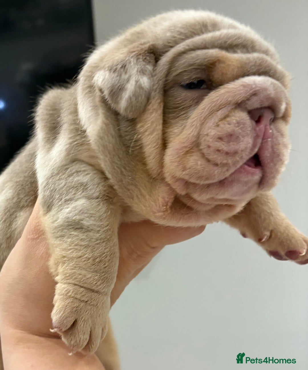 English Bulldog dogs for sale: Kc litter outstanding bloodlines bulldog pups  - Image 8