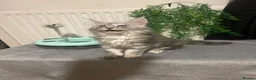 Maine Coon cats for sale: Maine coon babies  - Advert 13