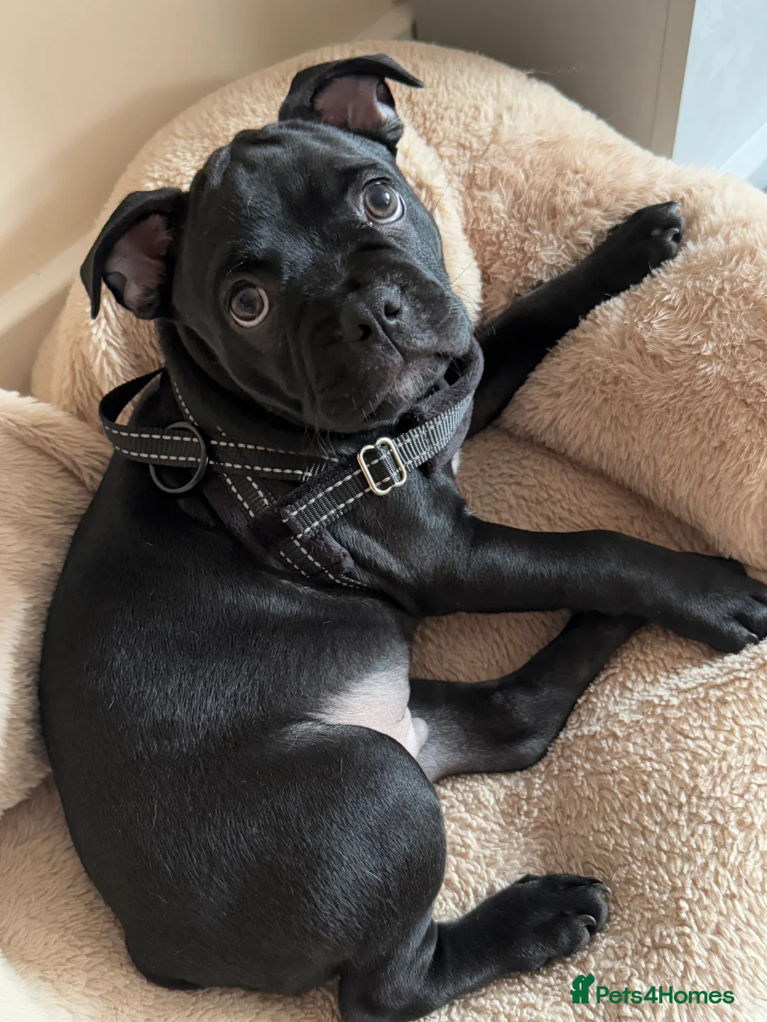 Mixed Breed dogs for sale: Frenchie x Beagle (9 month Old Puppy) - Advert 5