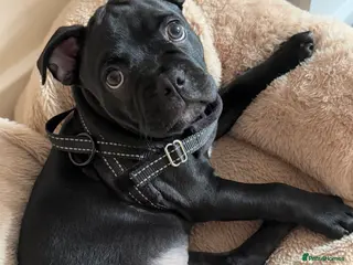 Mixed Breed dogs Frenchie Cross (10 months Old) - Advert 17