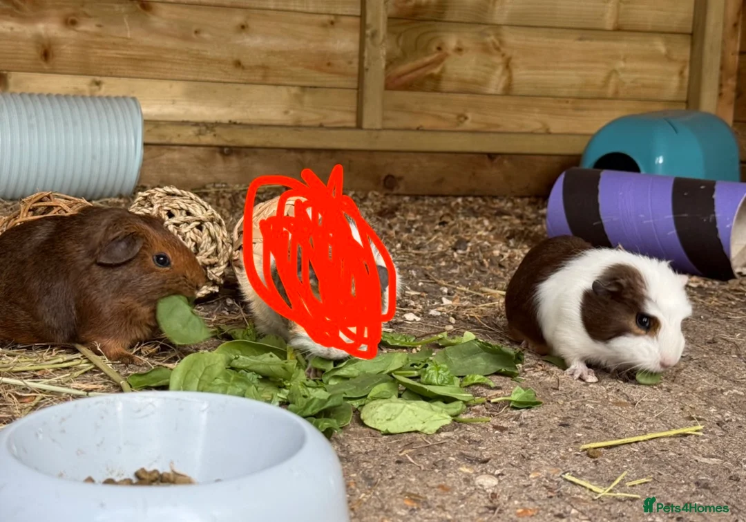 Guinea Pig rodents for sale: 2 sister guinea pigs - Advert 2