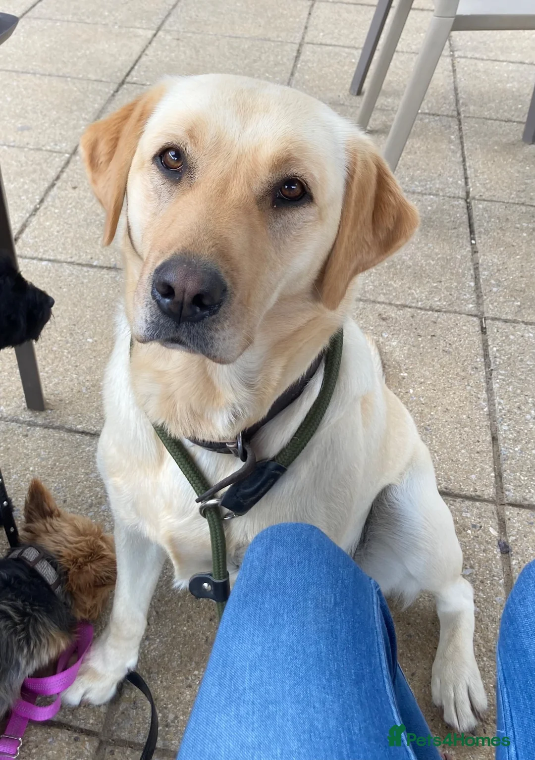 Labrador Retriever dogs for sale: KC Registered Yellow Labrador Puppies - Advert 1