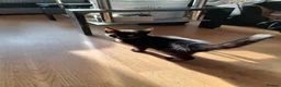 Domestic Shorthair cats for sale: Beautiful Kittens – 3 Males and 1 Female in London - Advert 5