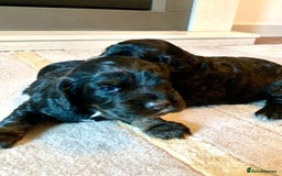 Cocker Spaniel dogs for sale: COCKER SPANIELS - Advert 16