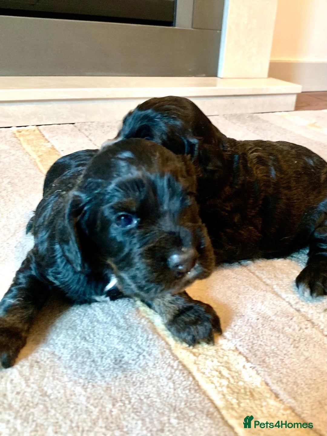 Cocker Spaniel dogs for sale: COCKER SPANIELS - Advert 16