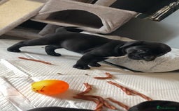 Cane Corso dogs for sale: 2 big cane Corso girls left ! Ready to go now  - Advert 8