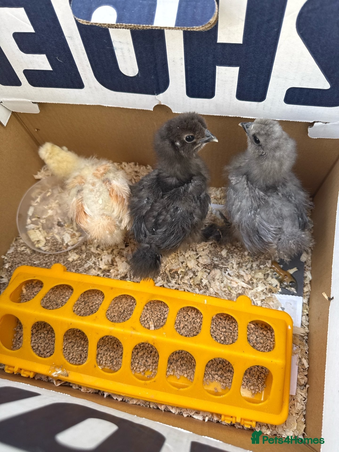 Chickens poultry Silkies chicken  - Advert 1