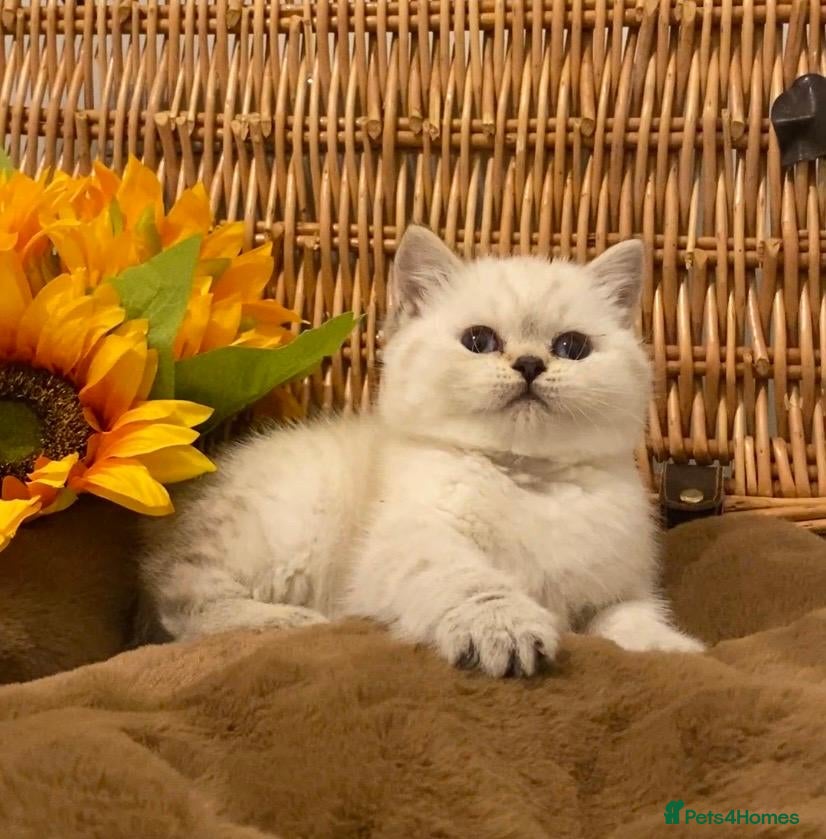 British Shorthair cats RARE SEAL LYNX PURE BRED BSH TEDDY BEARS - Advert 14